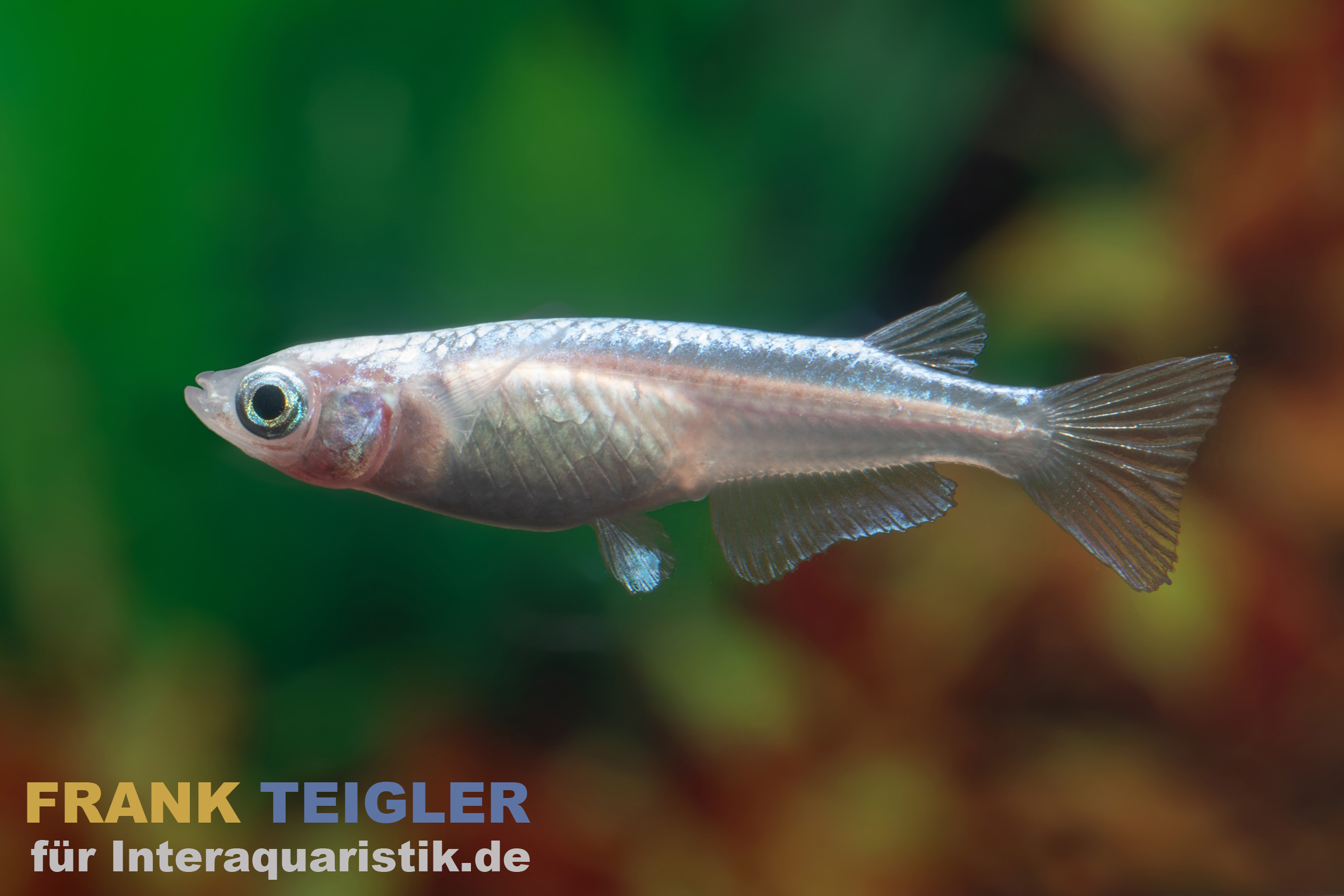 Medaka Platinum Weiß, Oryzias latipes Platinum White